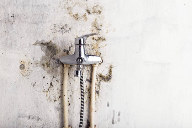 Best Mold Removal Specialists  in Savage, MD