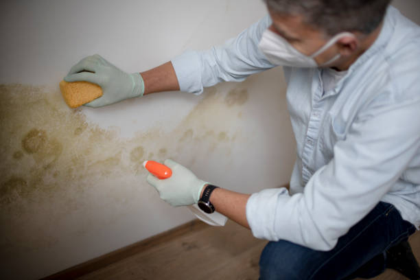 Best Commercial Mold Removal  in Savage, MD