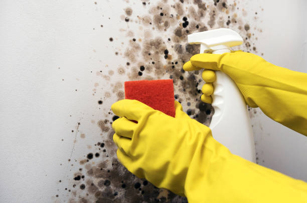 Best Toxic Mold Removal  in Savage, MD