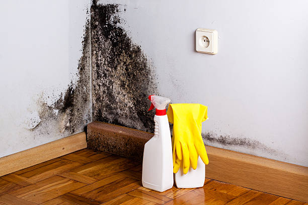 Best Toxic Mold Removal  in Savage, MD