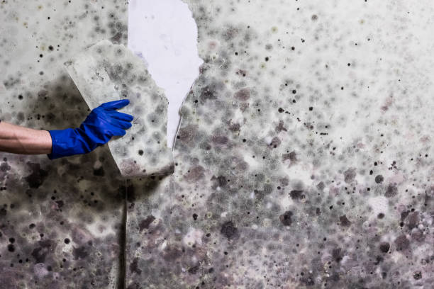 Best Black Mold Removal  in Savage, MD