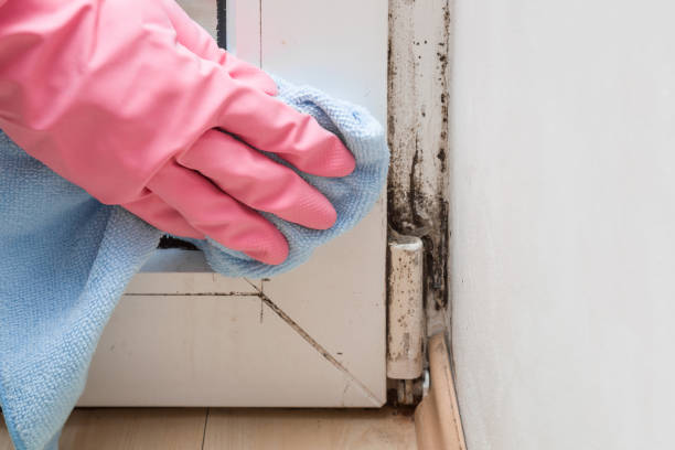 Best Certified Mold Removal  in Savage, MD
